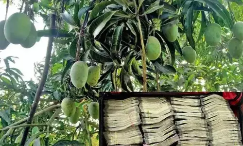 పైకి మామిడి కాయలు.. లోపల కరెన్సీ కట్టలు