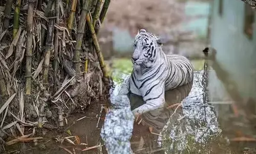 white tiger kumar