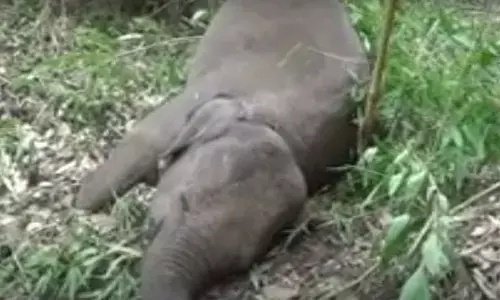 నాలుగు ఏనుగులు మృతి