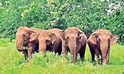 ఏనుగుల దాడిలో మృతి