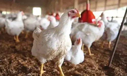 ఒక్కసారిగా పెరిగిన చికెన్ ధర.. ఏం కొంటాం - ఏం తింటాం అంటున్న సామాన్యులు