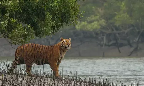 కంభం ప్రాంతంలో పులి సంచారం