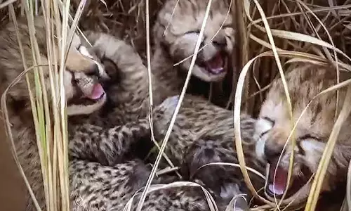 kuno national park, cheetah cub dies in kuno park