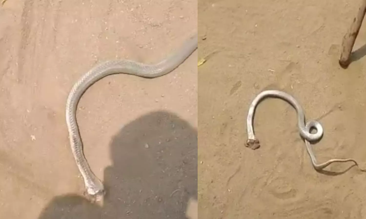 two snakes under bike seat