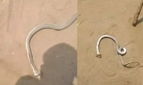 two snakes under bike seat