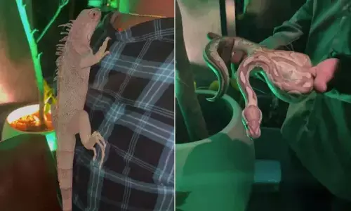 హైదరాబాద్ పబ్ లో పాములు