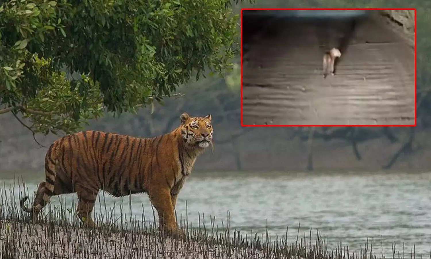 tiger alert at polavaram, polavaram project, kambham