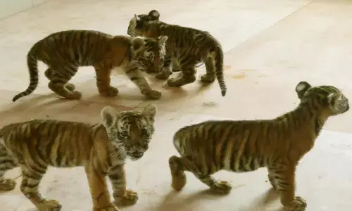 tirupati zoo park, tiger cub dead