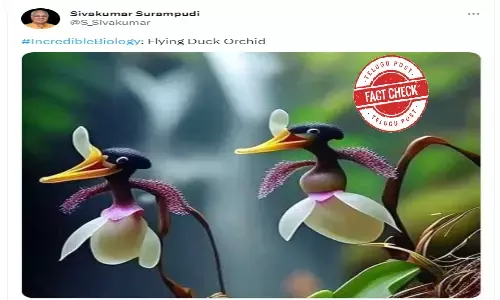 Fact Check: Viral image of duck orchids is AI generated but not original