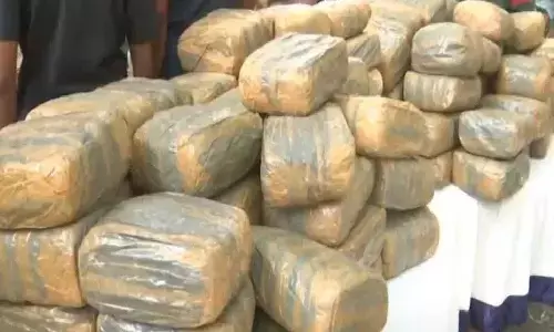 cannabis smuggling, pushpa style smuggling