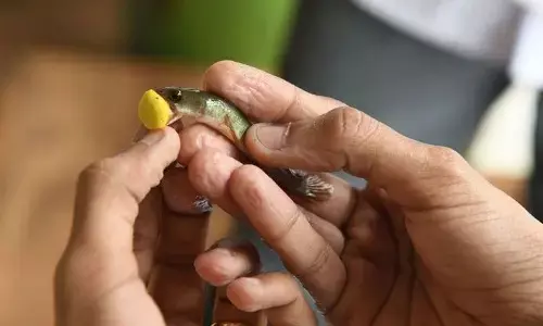 Fish Medicine in hyderabad, Nampally Exhibition Grounds