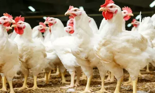 chicken price hikes in ap and telangana