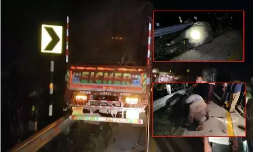 ఏనుగుల గుంపును ఢీ కొట్టిన వాహనం.. మూడు మృతి