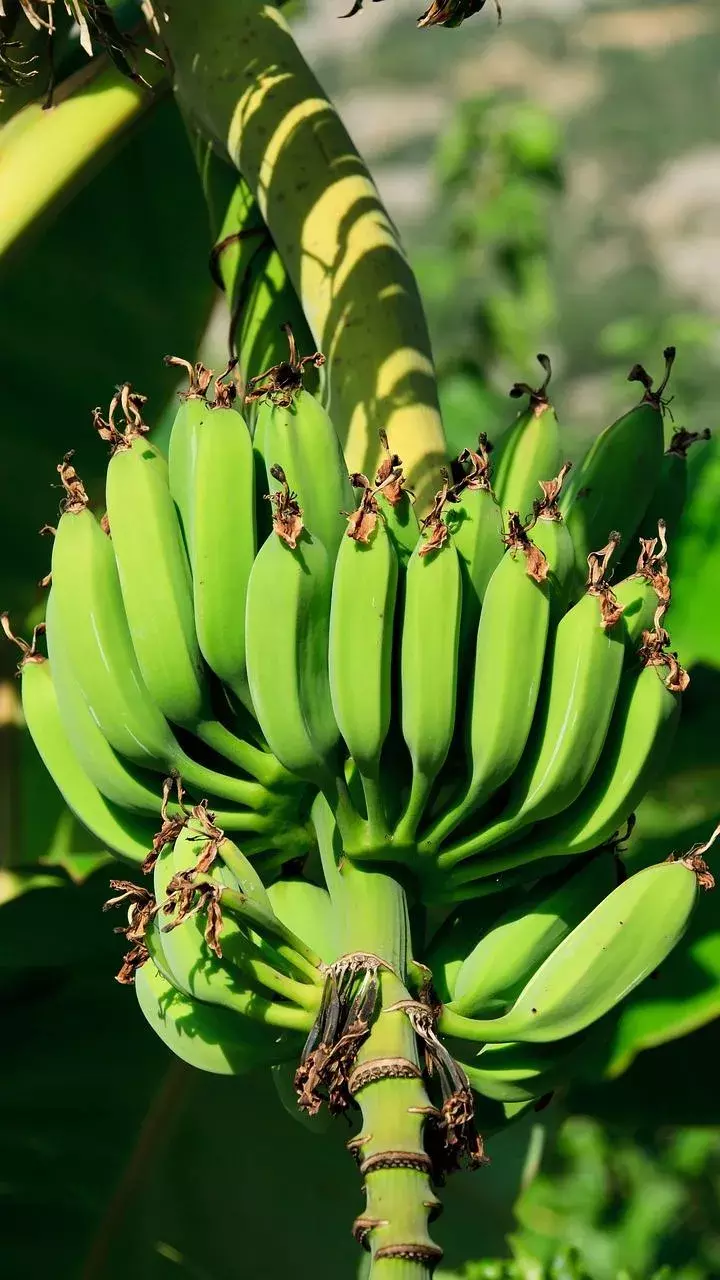 టెస్టోస్టెరాన్ ను పెంపొందించే ఫుడ్ ఐటెమ్స్ ఇవే