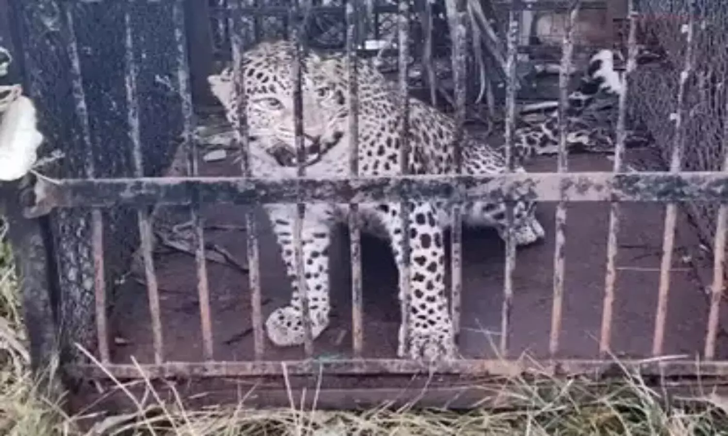 తిరుమలలో బాలుడిపై దాడి చేసిన చిరుత దొరికేసింది