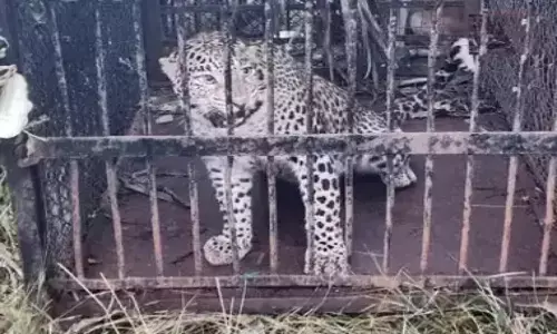 తిరుమలలో బాలుడిపై దాడి చేసిన చిరుత దొరికేసింది