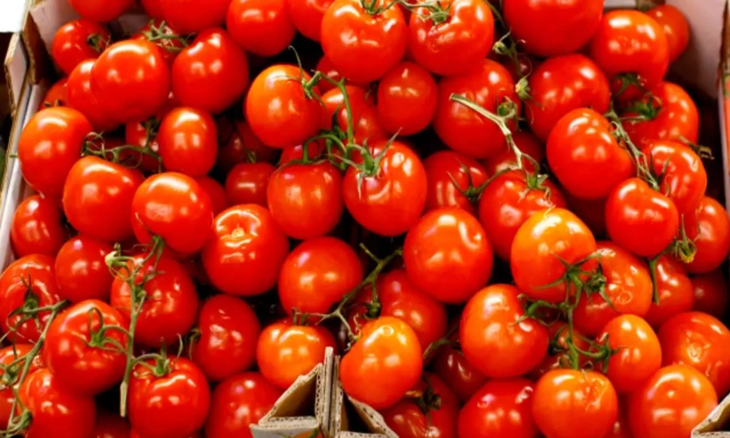 tomato sales in subsidy rates