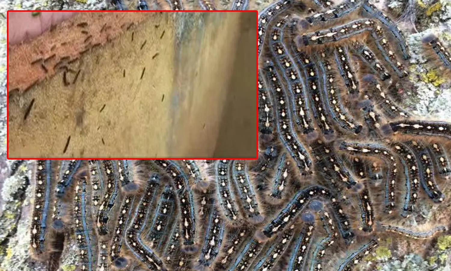 marrigudem govt school, caterpillar fear