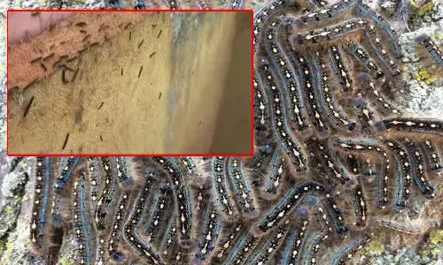 marrigudem govt school, caterpillar fear