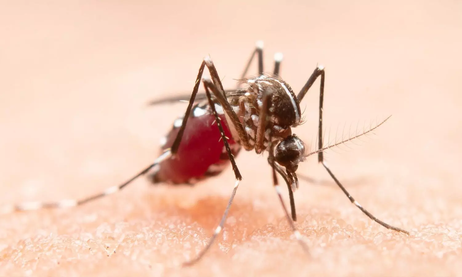 type 2 dengue in kerala
