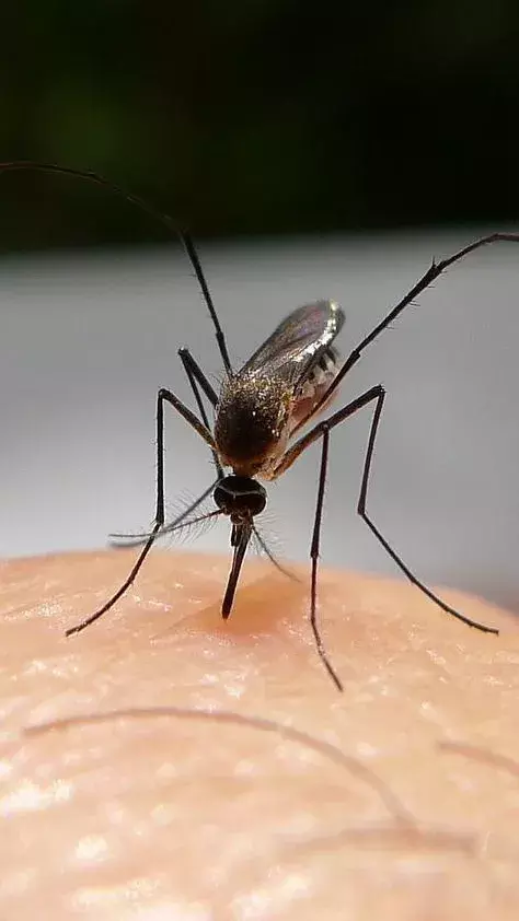 వర్షాకాలంలో దోమల నుండి కాపాడుకోవాలంటే తీసుకోవాల్సిన చర్యలు