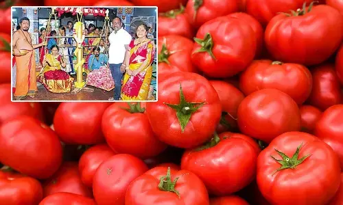 ఎంత సాహసం.. 50 కిలోల టమాటాలతో కూతురి తులాభారం
