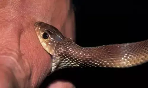 Snake Bite, Share Shankar Tanda