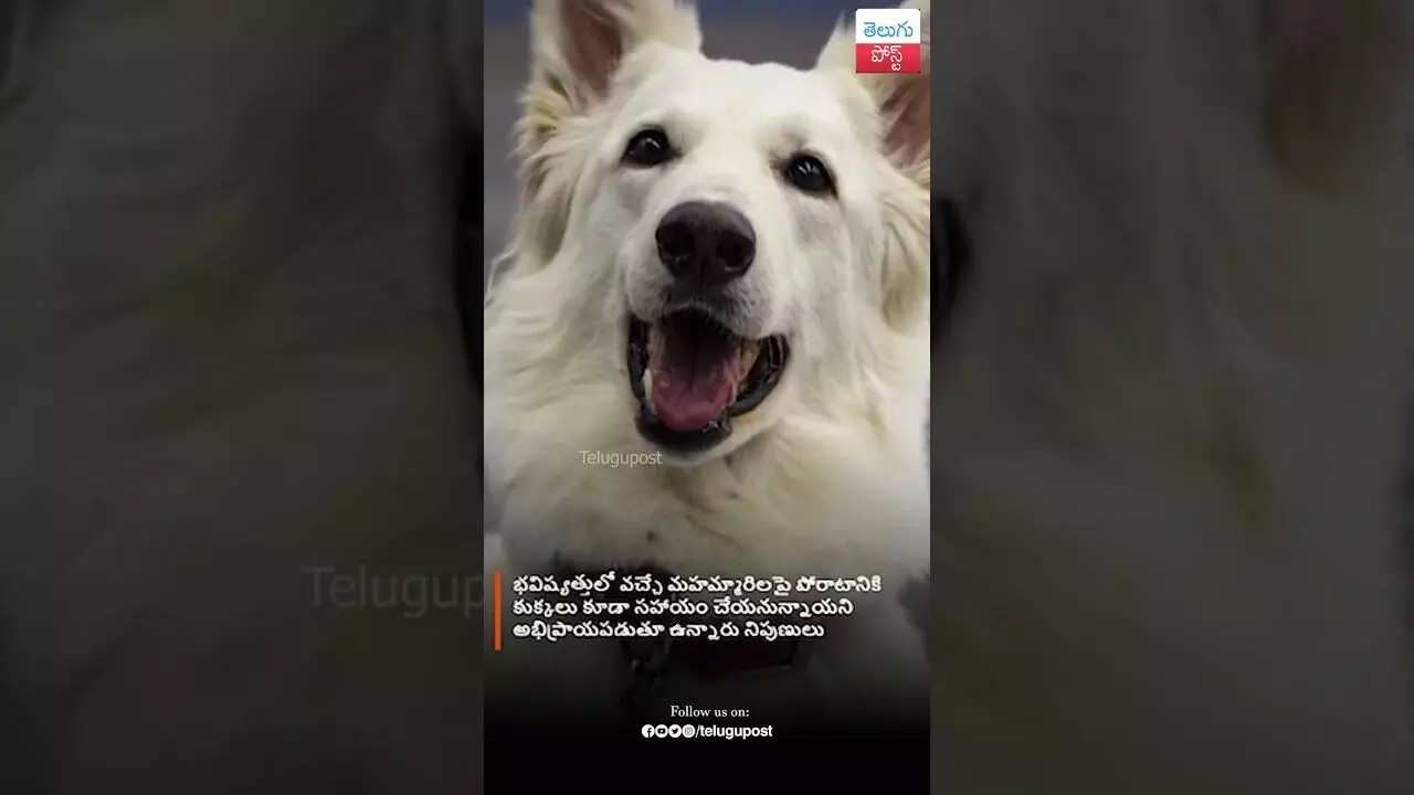 Scent dogs can detect COVID-19 more rapidly and accurately than current tests