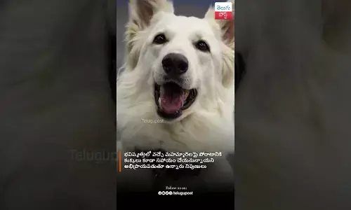 Scent dogs can detect COVID-19 more rapidly and accurately than current tests