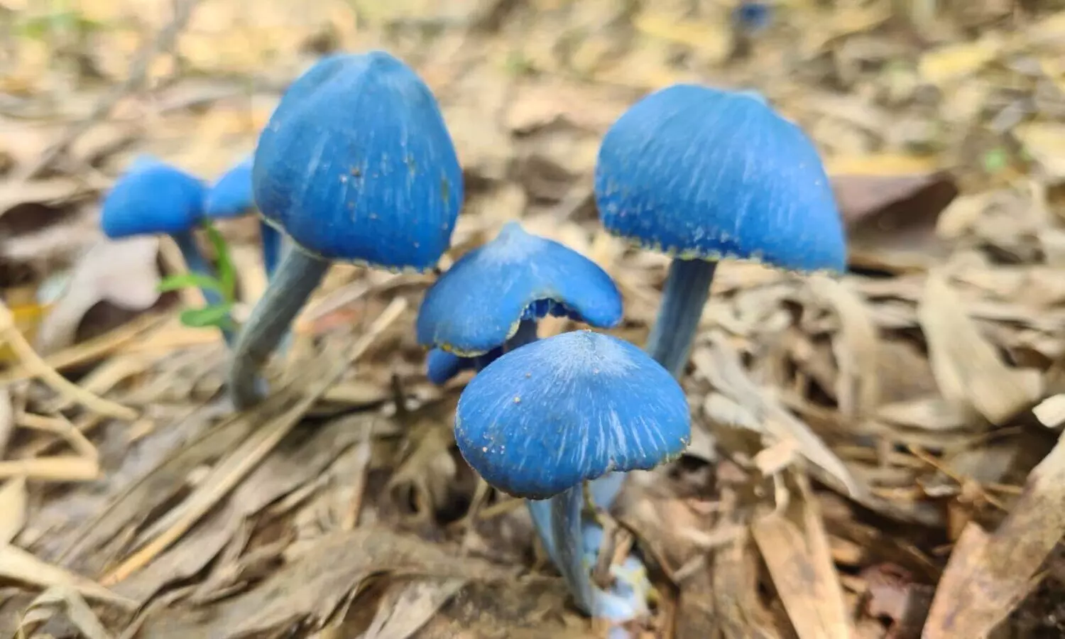 తెలంగాణలో నీలిరంగు పుట్టగొడుగులు.. తింటే?