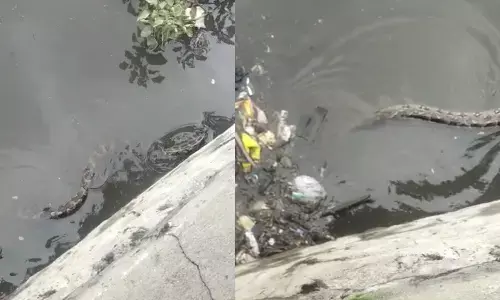 పురాణాపూల్ వరద నీటిలో భారీ కొండచిలువ