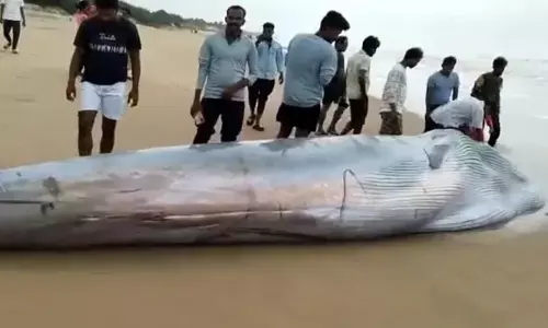 ఆ జీవి గుండె కారు పరిమాణం.. శ్రీకాకుళంలోకి వచ్చింది