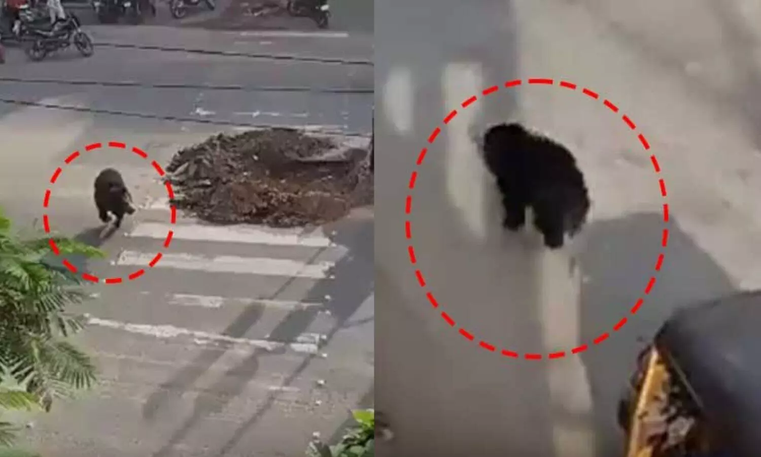 ఎట్టకేలకు చిక్కిన ఎలుగుబంటి