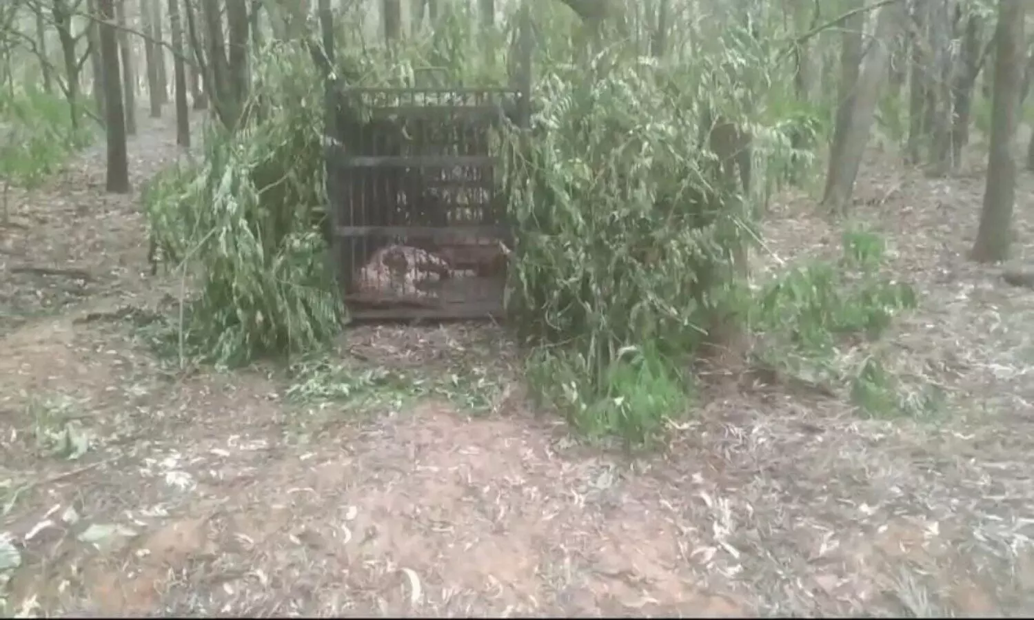 ఆ చిరుత చిక్కేసింది