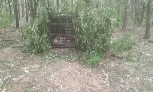 ఆ చిరుత చిక్కేసింది