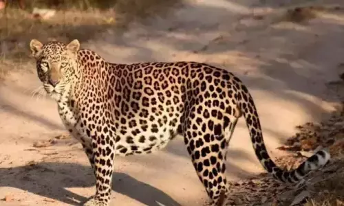 leopard,  movement, devotees, mahanandi