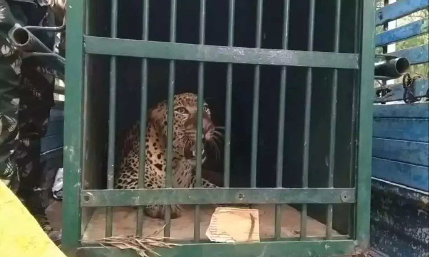 తిరుమలలో చిక్కిన మరో చిరుత.. ఇంకెన్ని ఉన్నాయో?