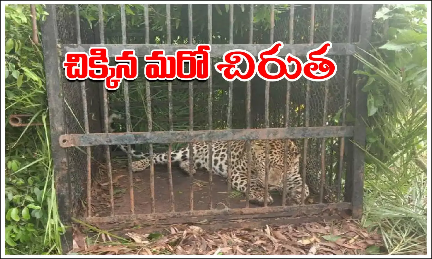 తిరుమల నడకదారిలో బోనులో చిక్కిన మరో చిరుత