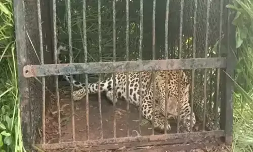 మరో చిరుత దొరికేసింది.. ఆ ప్రాంతంలోనే