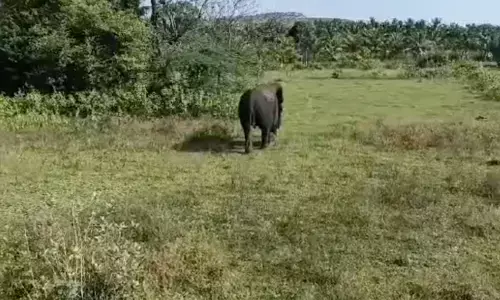 చిత్తూరు జిల్లాలో.. దంపతులను తొక్కి చంపిన ఏనుగు