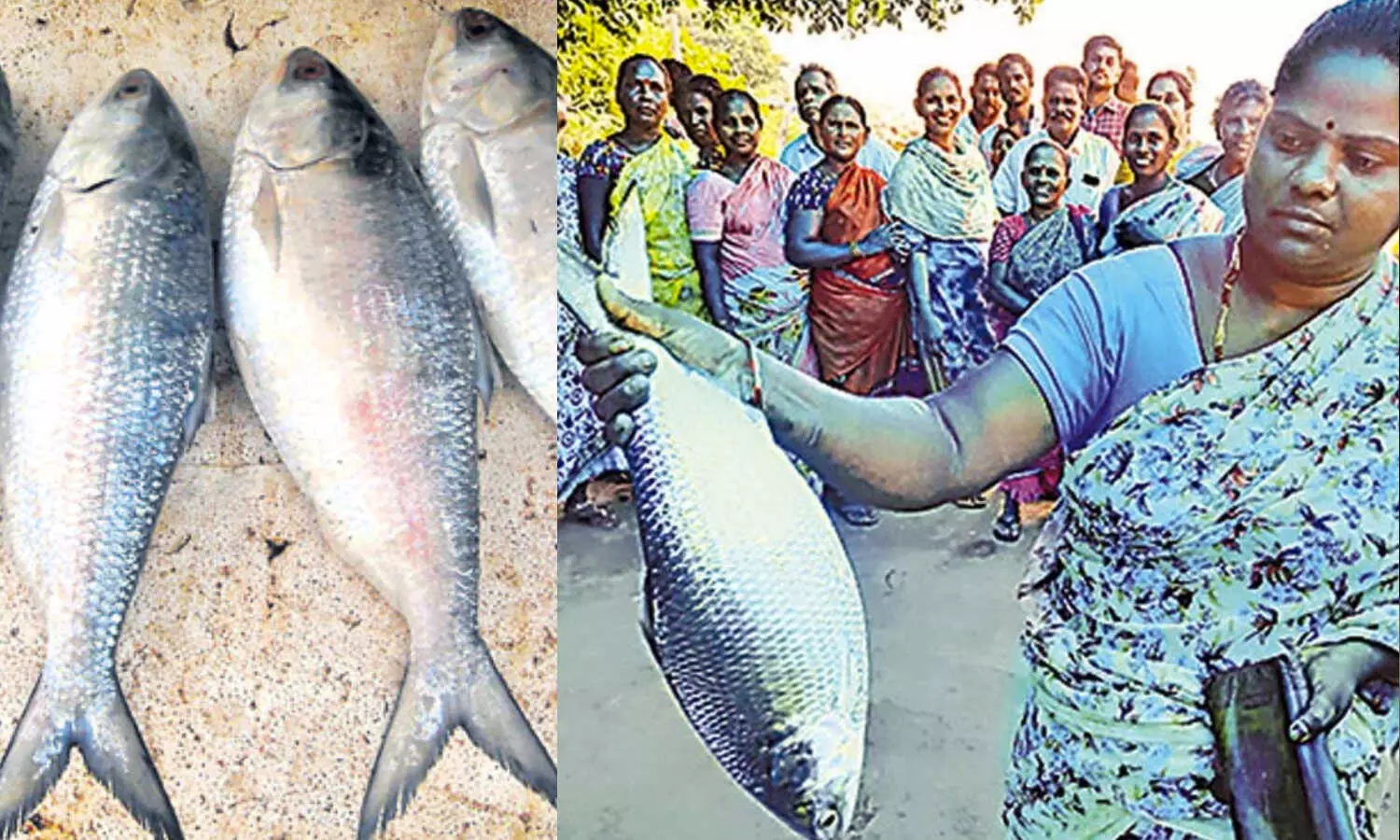 Pulasa, PulasaFish, PulasaChepa, pulasafishrate