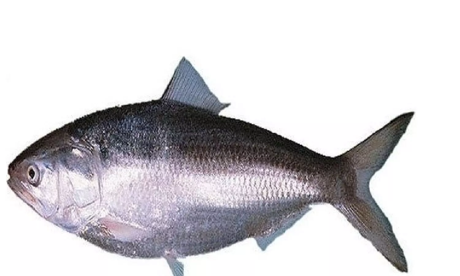 2 కిలోల చేప రూ 26 వేలు..