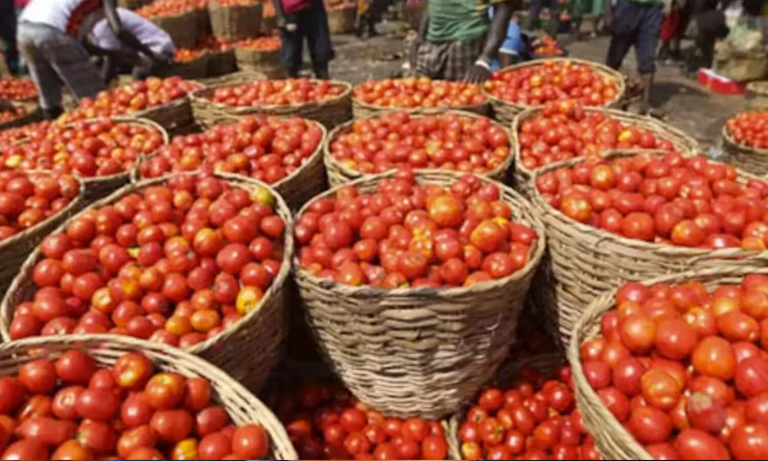 Tomato, Tomatoprice, Price, TomatoPriceDown