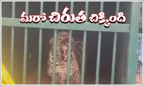 Leopard,TTD, Tirumala Tirupathi,Andhra Pradesh