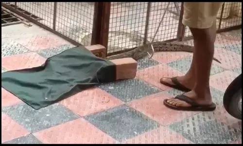 నగరంలో భారీ కొండచిలువ.. టెన్షన్ పడ్డ జనం