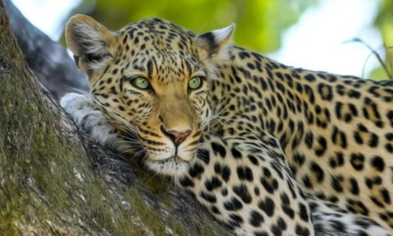 tirumala, tirupati, ttd, tirumalatirupati, leopard
