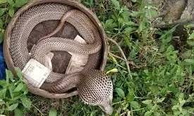 డబ్బులివ్వలేదని... రైల్లో పాములొదిలేశారు..!