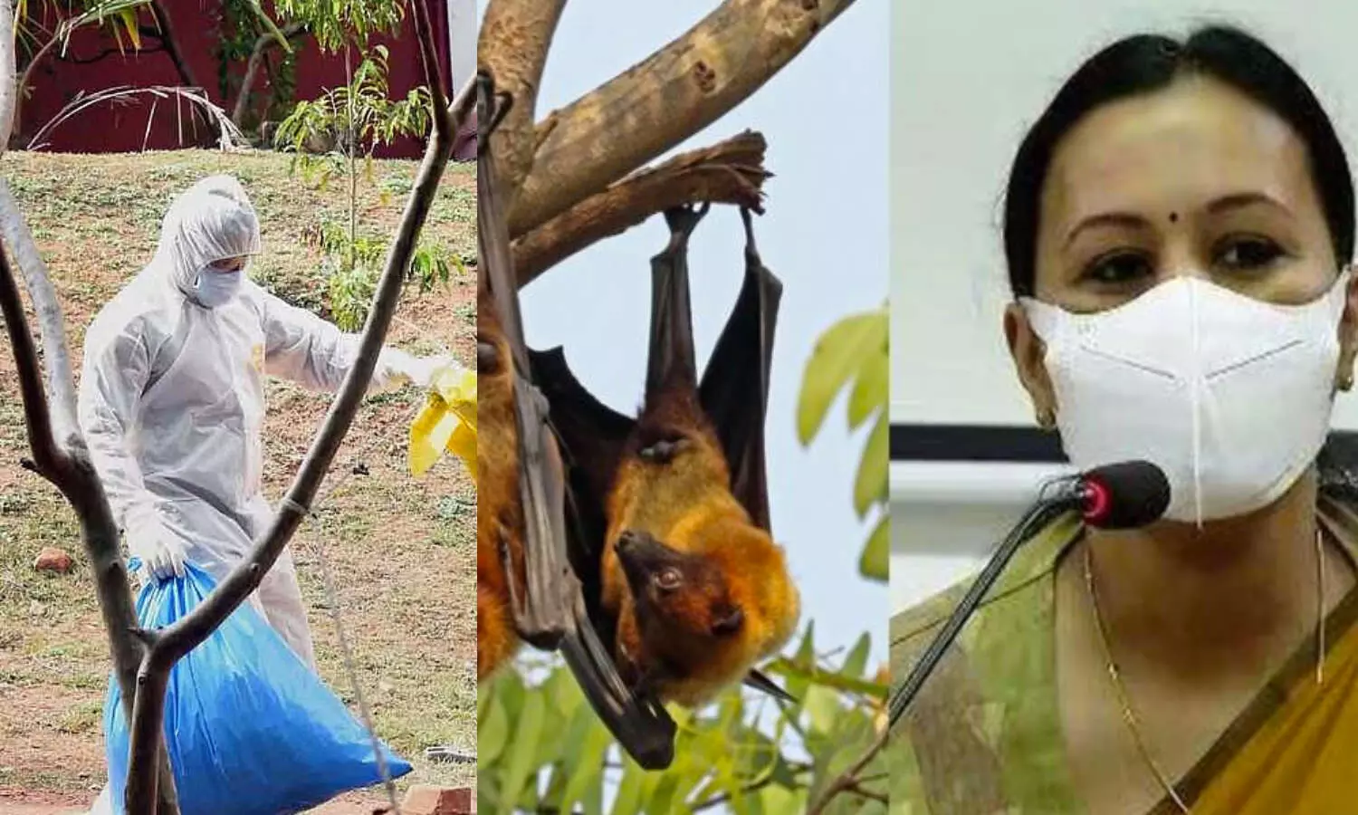 kerala, niphavirus, niphacases, keralastate, keralanipha