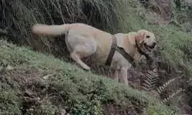 indian army, dog kent, encounter