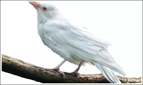 white crow